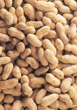 Peanut Stock Photos
