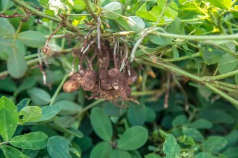 Peanut Stock Photos