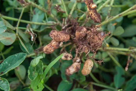 Peanut Stock Photos