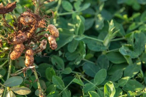 Peanut Stock Photos