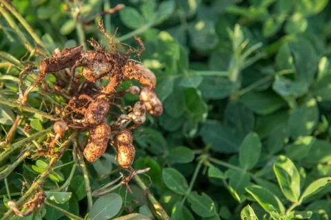 Peanut Stock Photos