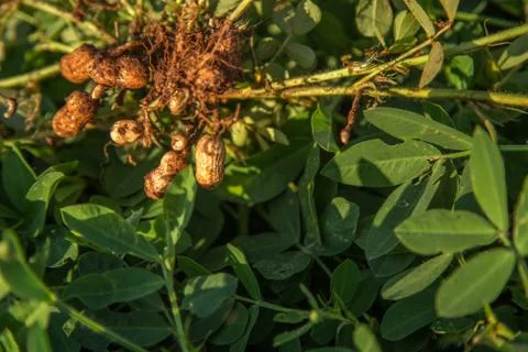 Peanut Stock Photos