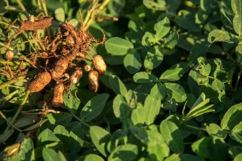 Peanut Stock Photos