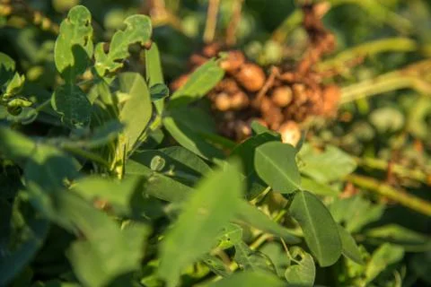 Peanut Stock Photos