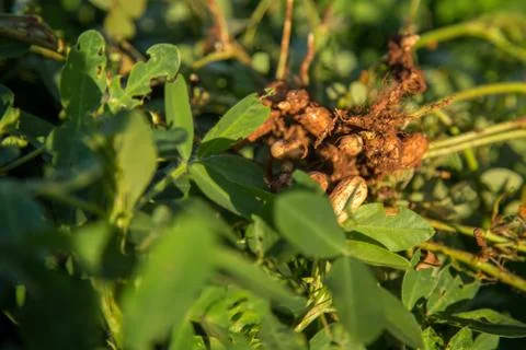 Peanut Stock Photos