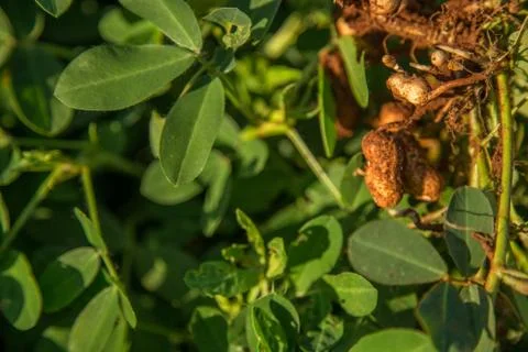 Peanut Stock Photos