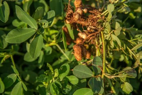 Peanut Stock Photos