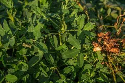 Peanut Stock Photos