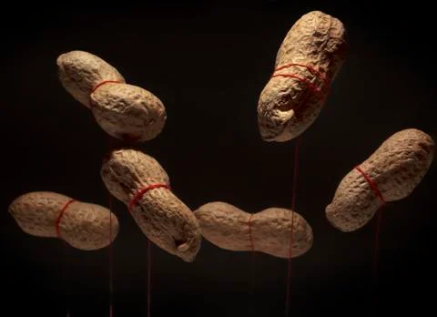 Peanut Stock Photos