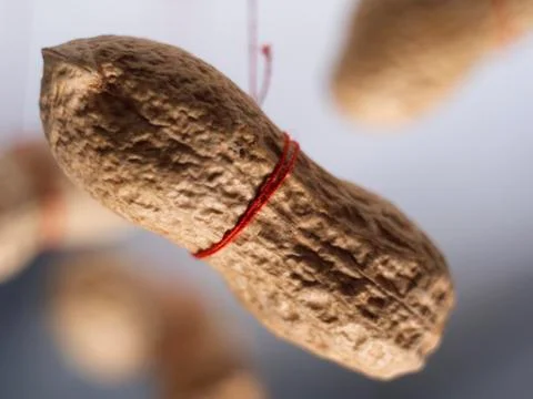 Peanut Stock Photos