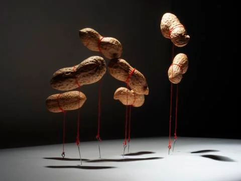 Peanut Stock Photos
