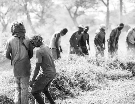 Peanut pickers Stock Photos