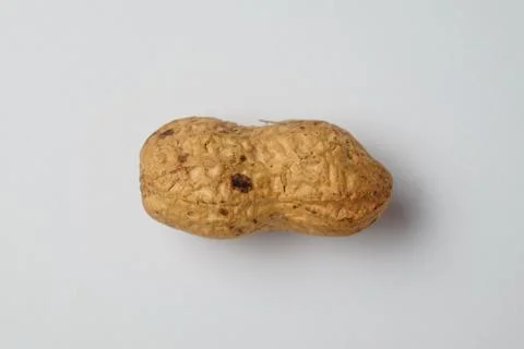 Peanut on a plain white background highlighting its texture Stock Photos