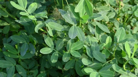 Peanut plant in the field. Stock Footage 298197773