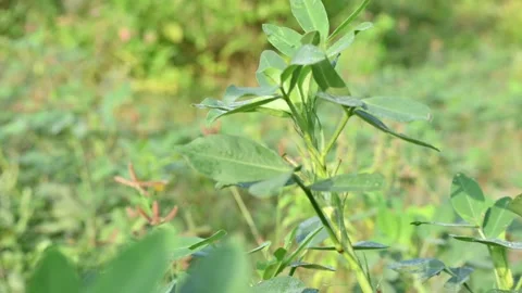 Peanut plant in the field. Stockbeeldmateriaal 298198558