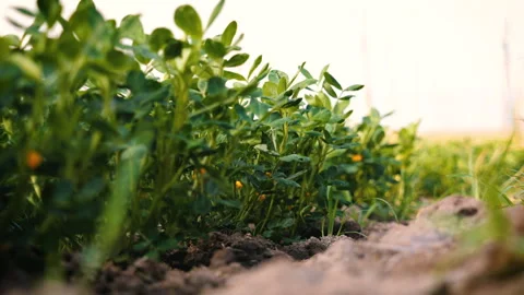Peanut plant in field Stock Footage 301582674