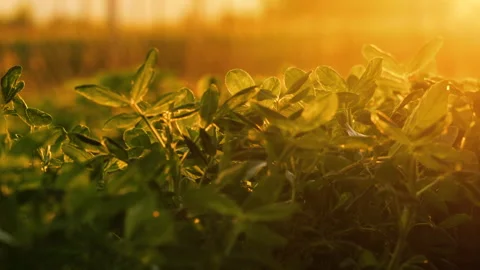 Peanut plant in field Stock Footage 301582709