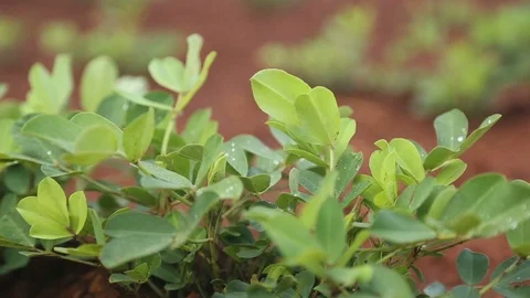 Peanut plantation field Stock Footage 93521649