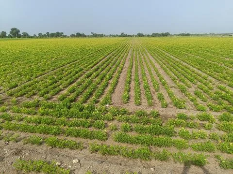 Peanut plantation fields with tree bush and a cloudy blue sky in the backgrou Stock Photos