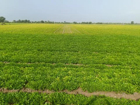 Peanut plantation fields with tree bush and a cloudy blue sky in the backgrou Stock Photos