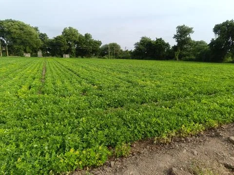 Peanut plantation fields with tree bush and a cloudy blue sky in the backgrou Stock Photos