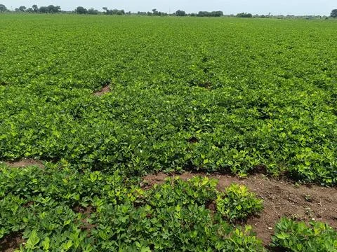 Peanut plantation fields with tree bush and a cloudy blue sky in the backgrou Stock Photos