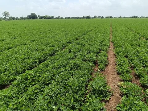 Peanut plantation fields with tree bush and a cloudy blue sky in the backgrou Stock Photos