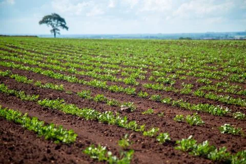 Peanut Plantation Stock Photos