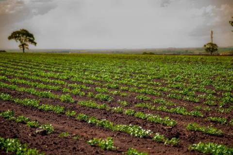 Peanut Plantation Stock Photos