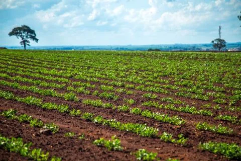 Peanut Plantation Stock Photos
