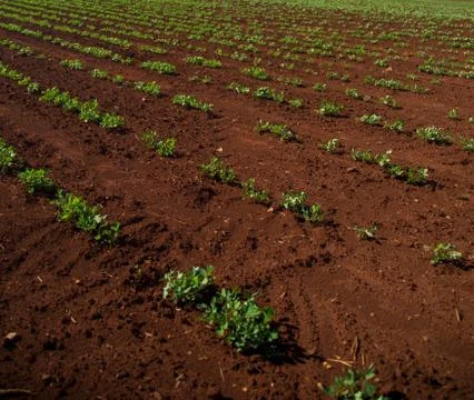 Peanut Plantation Stock Photos