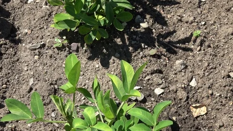 Peanut plants also called Arachis hypogaea Stock-Footage 113664535