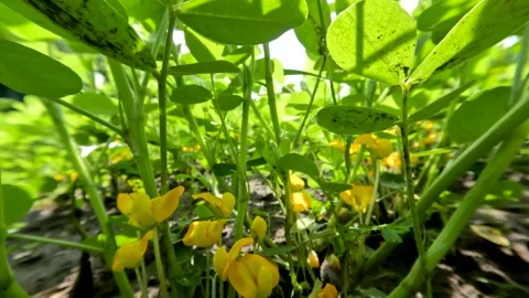Peanut plants that grow in the fields on a sunny day, are blooming with yello Stock Footage 196384270