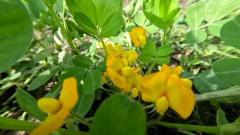 Peanut plants that grow in the fields on a sunny day, are blooming with yello Stock Footage 196384346