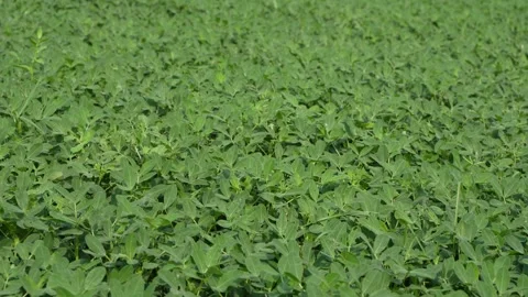 Peanut plants have been grown over a vast area. Stock Footage 340776686