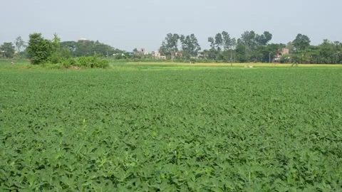 Peanut plants have been grown over a vast area. Stock Footage 340776696