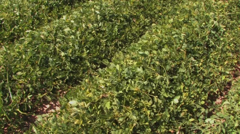 Peanut plants &amp; leaves Stock Footage 29723632