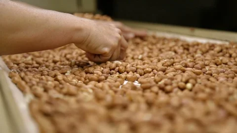 Peanut process industry brazil Stock Footage 93376170