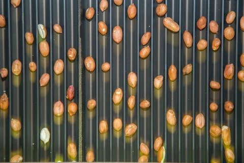 Peanut process industry brazil Foto stock