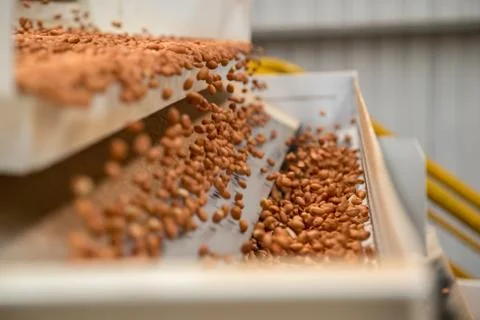 Peanut process industry brazil Foto stock