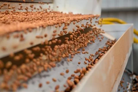 Peanut process industry brazil Stock Photos