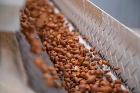 Peanut process industry brazil Fotos de archivo