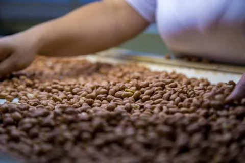 Peanut process industry brazil Foto stock