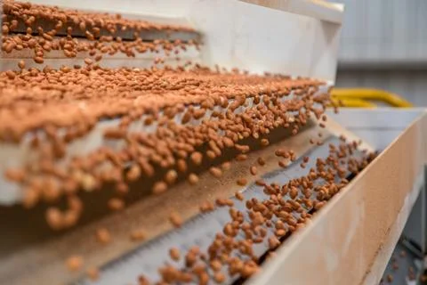 Peanut process industry brazil Foto stock