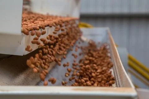 Peanut process industry brazil Stock Photos