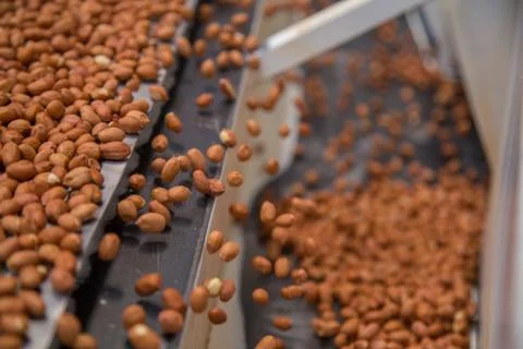 Peanut process industry brazil Foto stock