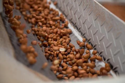 Peanut process industry brazil Foto stock