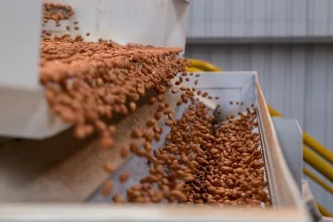 Peanut process industry brazil Foto stock