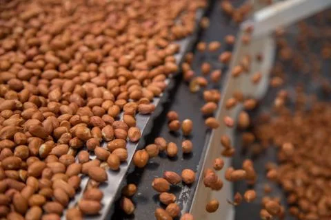 Peanut process industry brazil Stock Photos
