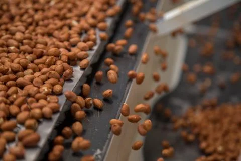 Peanut process industry brazil Foto stock